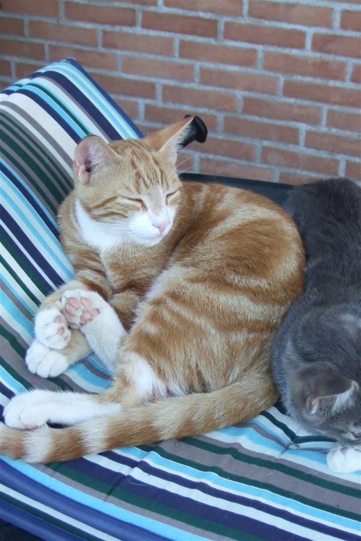 Huskat Piw billede 13