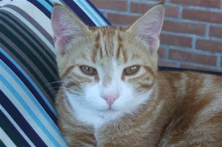 Huskat Piw billede 14