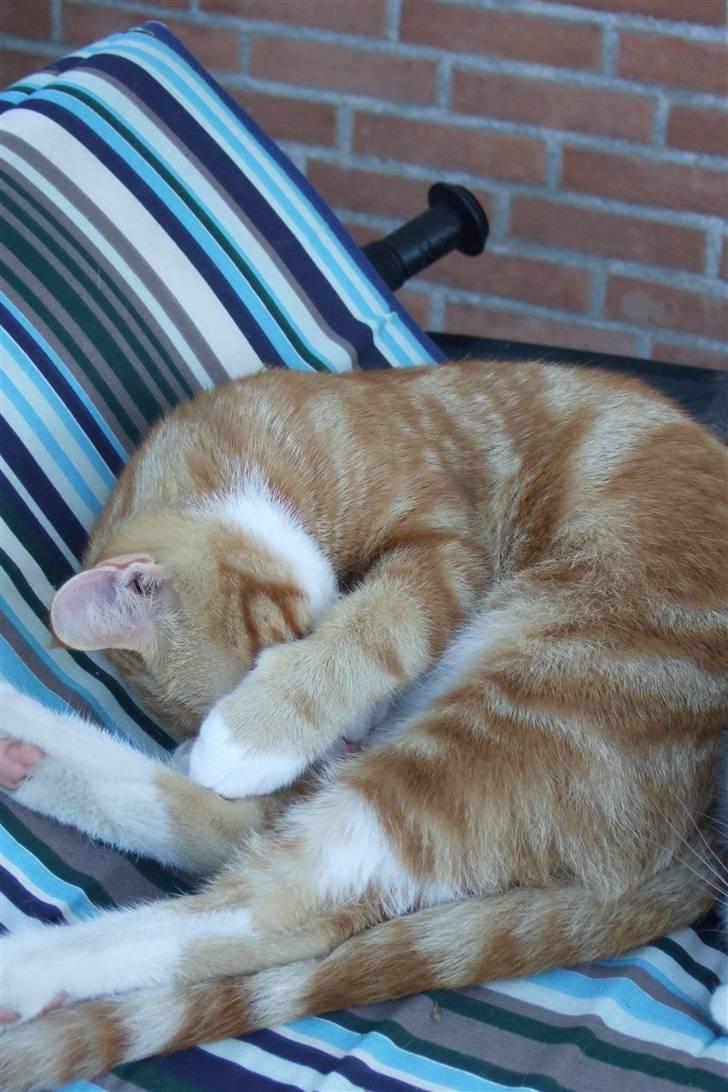 Huskat Piw billede 15