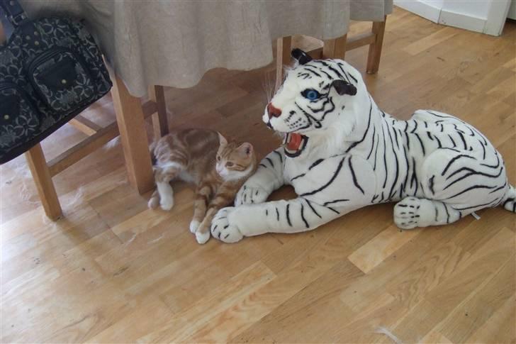 Huskat Piw - Mig og min tiger billede 16