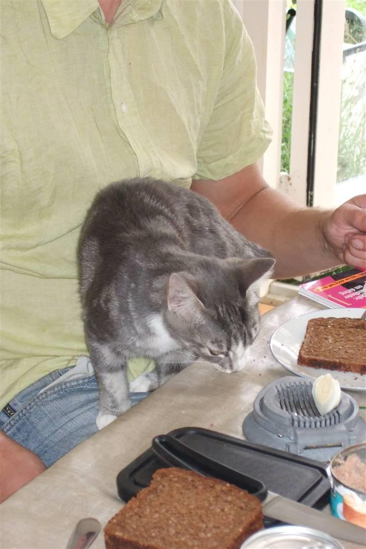 Huskat Cirkeline *bortgivet* - Fedt, der er frokost! billede 11