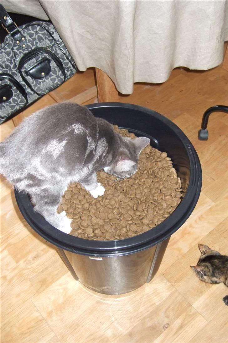 Huskat Cirkeline *bortgivet* - JUUBIII Stor madskål!! billede 12