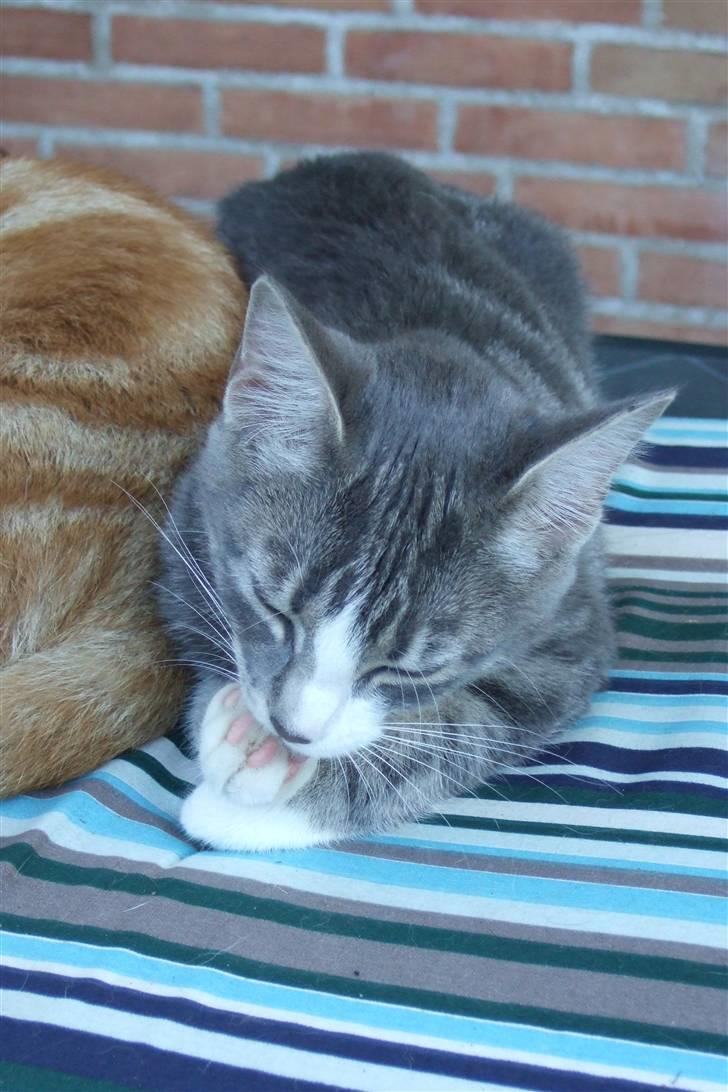 Huskat Cirkeline *bortgivet* billede 13