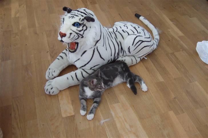 Huskat Cirkeline *bortgivet* - Mig og tigeren billede 14