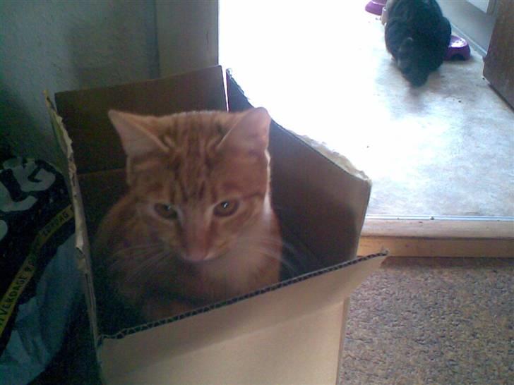 Huskat Mikkel (musse) aflivet  billede 8