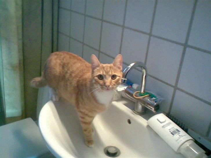 Huskat Mikkel (musse) aflivet  billede 9