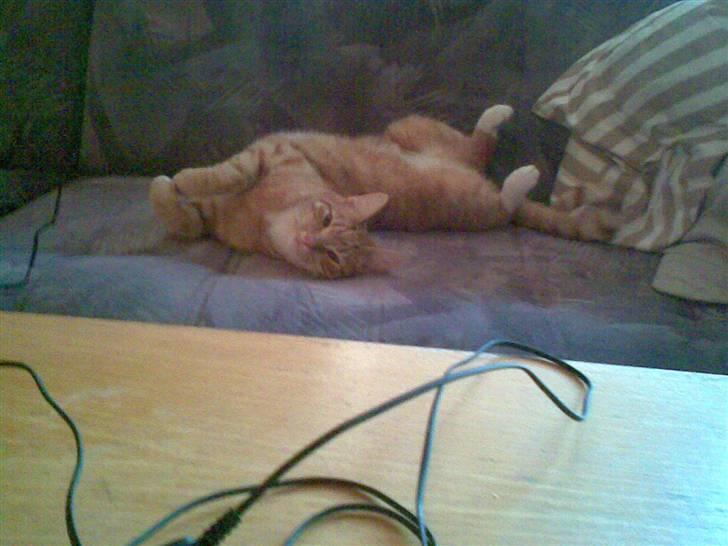 Huskat Mikkel (musse) aflivet  billede 10