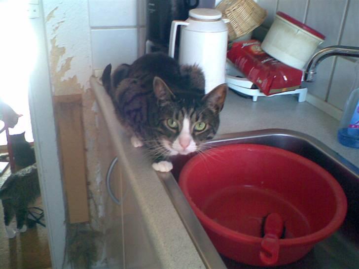 Huskat Lillebror (basse) billede 13