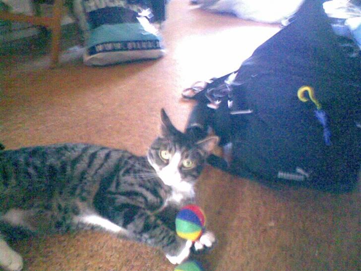 Huskat Lillebror (basse) billede 14