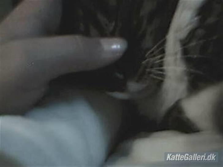 Blanding af racer potkin *død* billede 16