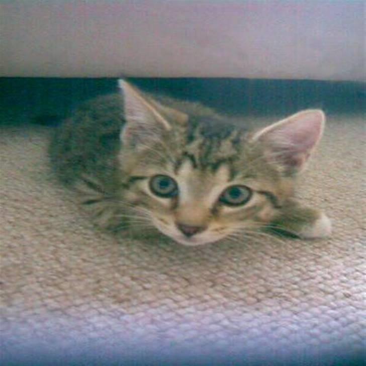 Blanding af racer Garfield r.i.p billede 5