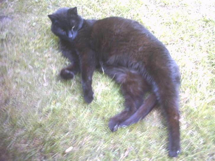 Huskat Fede (Død) :'( - Årr, ligger du li´ ude i haven og nyder solen ;D billede 11