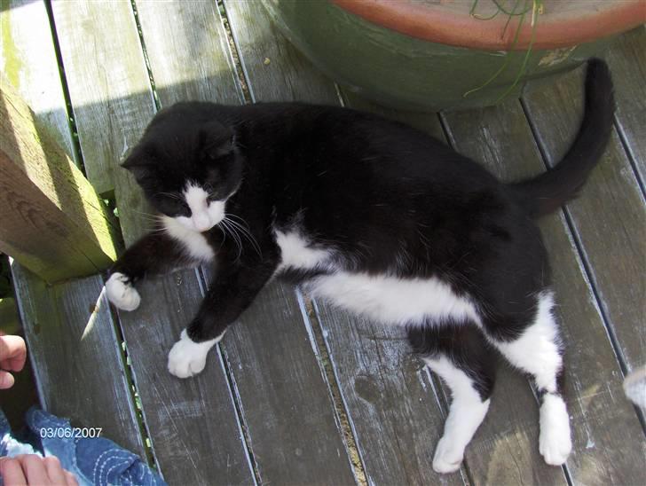 Huskat Magnus - Han elsker at ligge i skyggen og hygge sig billede 1