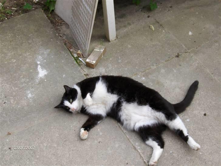 Huskat Magnus billede 2