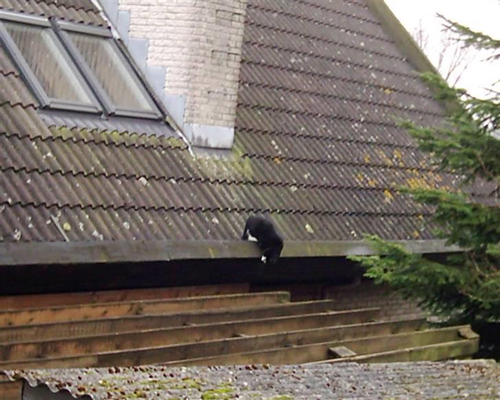 Huskat Magnus billede 3