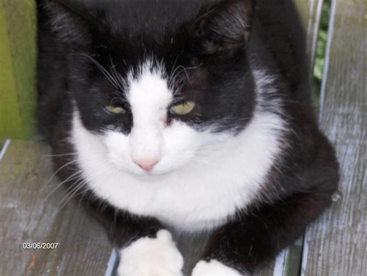 Huskat Magnus billede 4