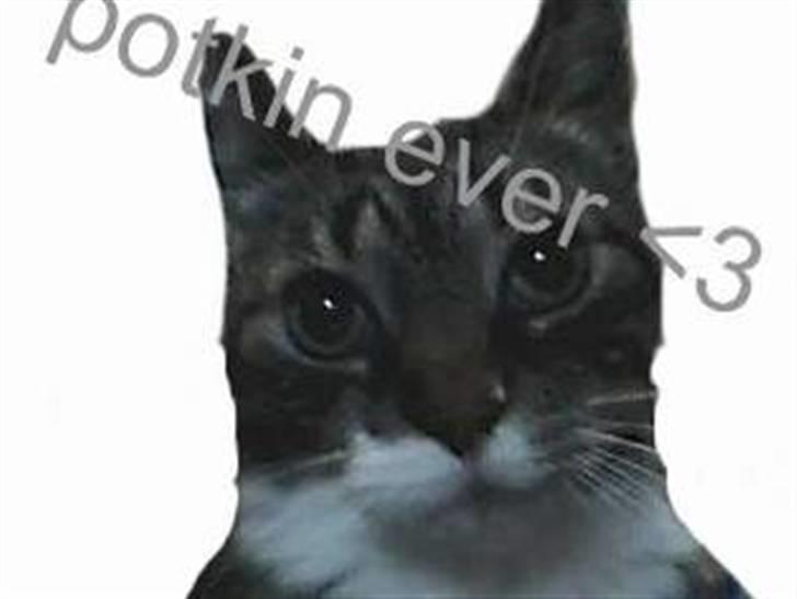 Blanding af racer potkin *død* billede 17