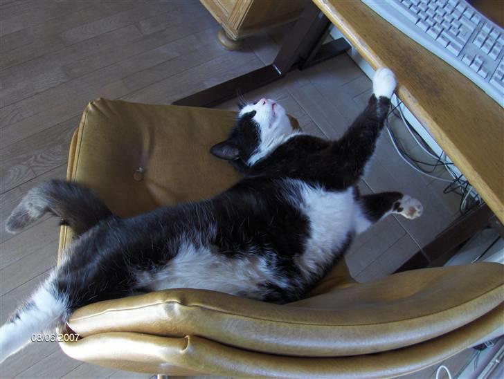 Huskat Magnus billede 5