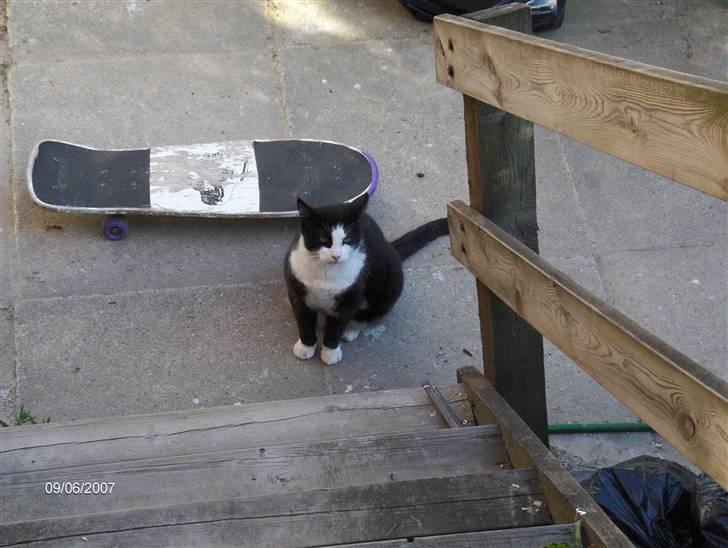 Huskat Magnus billede 6