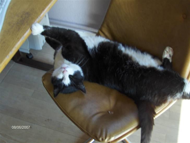 Huskat Magnus billede 7