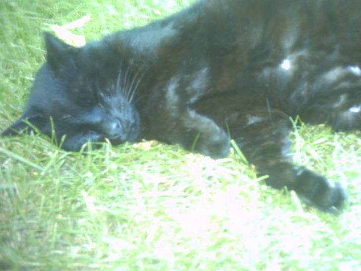 Huskat Fede (Død) :'( - Fede missen igen ;D hehe... billede 12