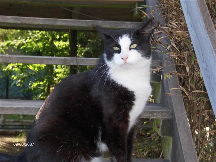 Huskat Magnus billede 8