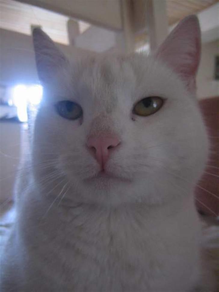 Blanding af racer Miv billede 12