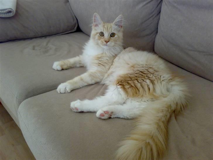 Maine Coon Disney billede 1