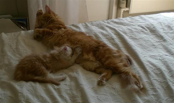 Maine Coon Disney billede 2