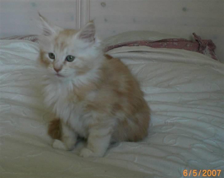 Maine Coon Disney billede 3