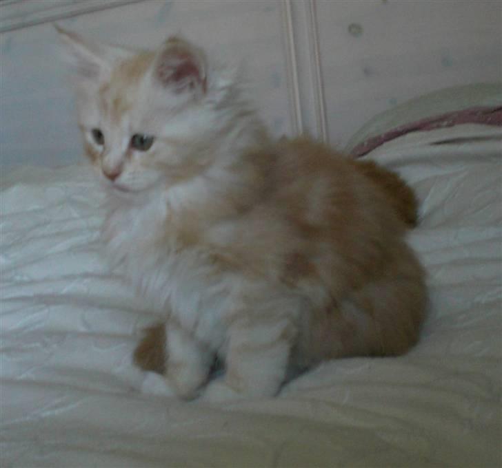 Maine Coon Disney billede 4