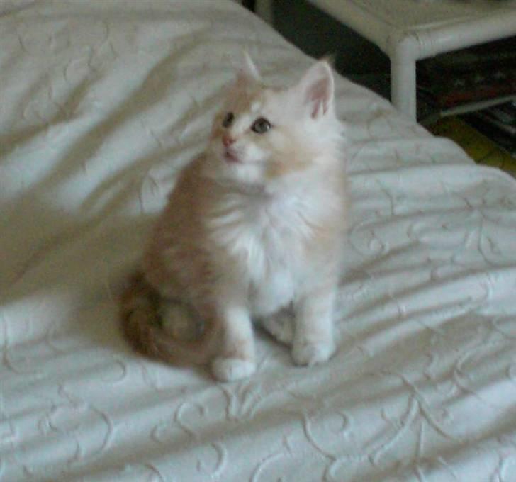 Maine Coon Disney billede 5