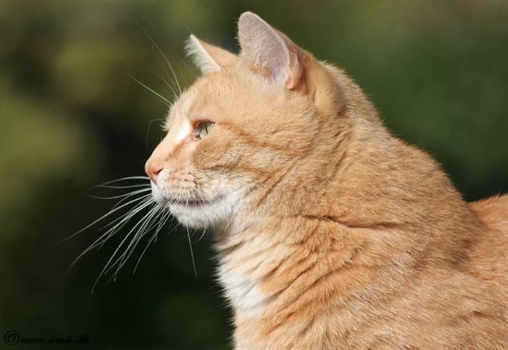 Huskat Felix billede 1