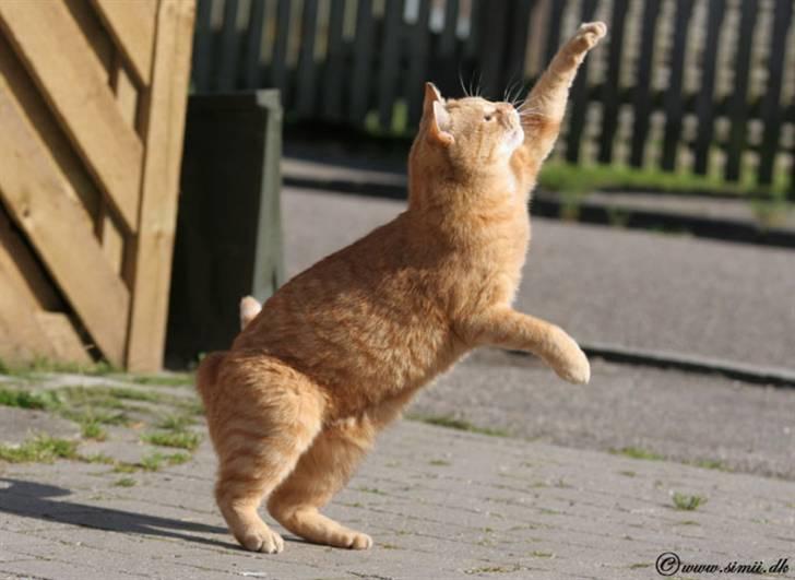 Huskat Felix billede 2