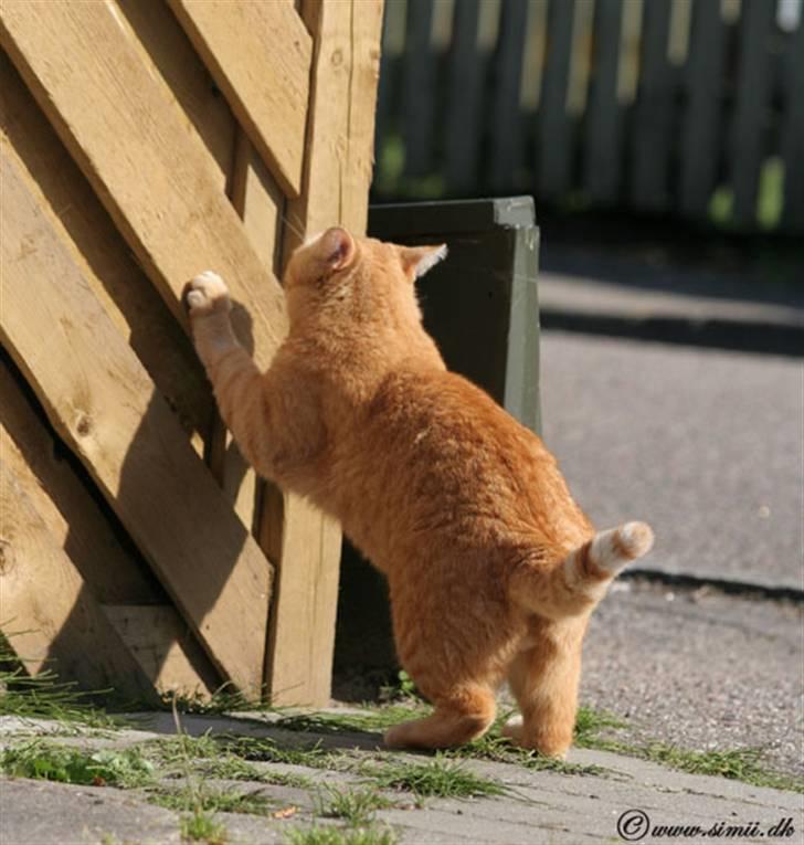 Huskat Felix billede 3