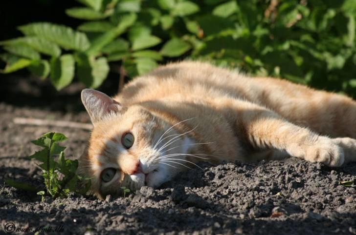 Huskat Felix billede 4