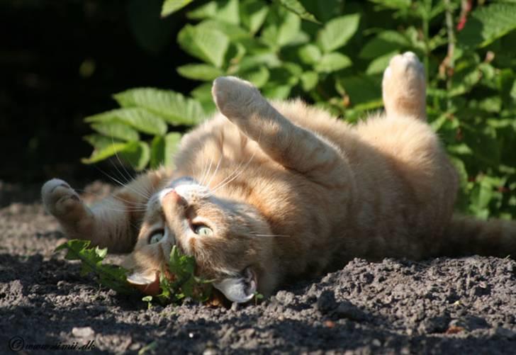 Huskat Felix billede 5