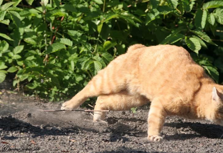 Huskat Felix billede 6