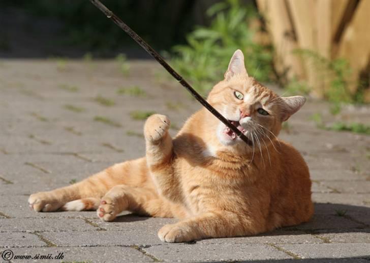 Huskat Felix billede 7