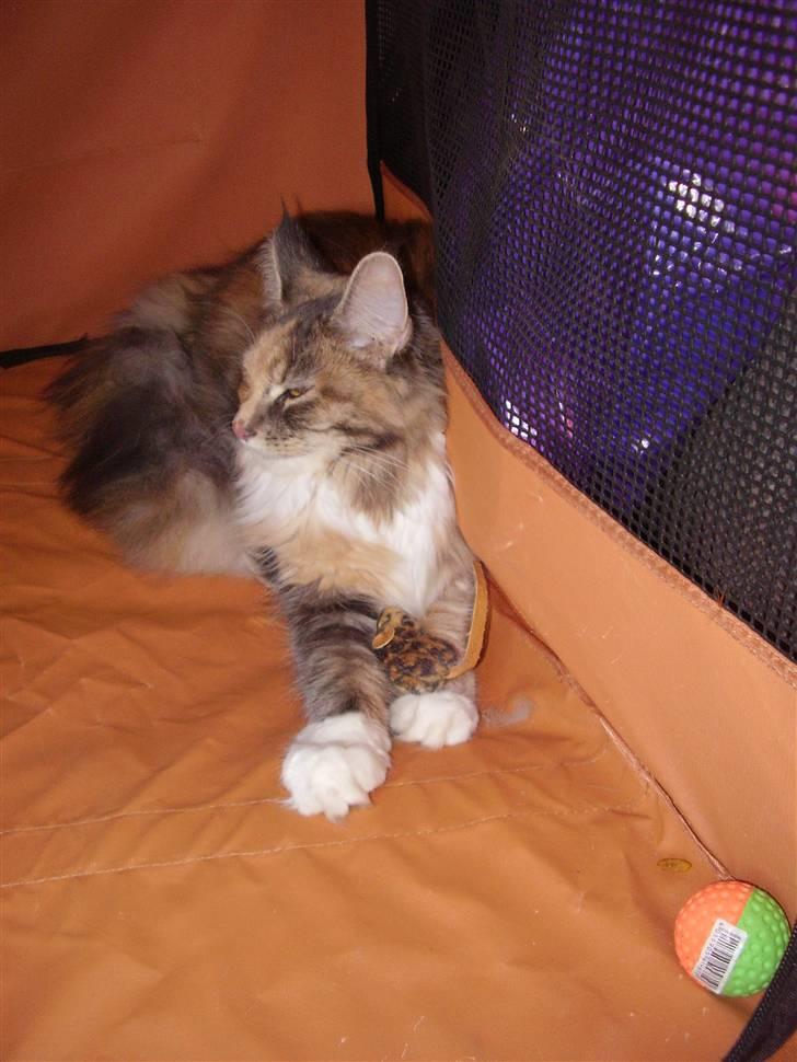 Maine Coon miss daisy - på vej hjem til mit nye hjem billede 2