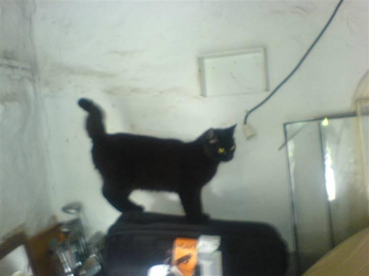 Huskat Mille (NKH's kat) billede 18