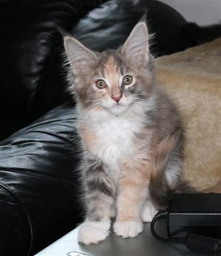 Maine Coon miss daisy - mig som lille billede 6