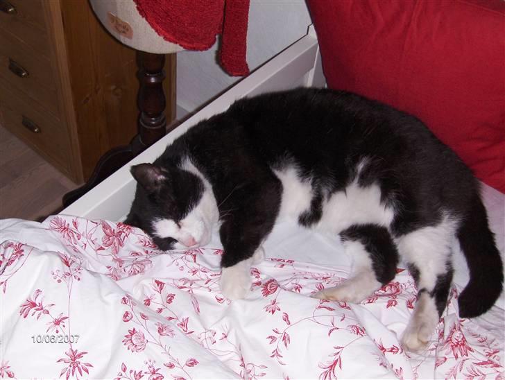 Huskat Magnus billede 9