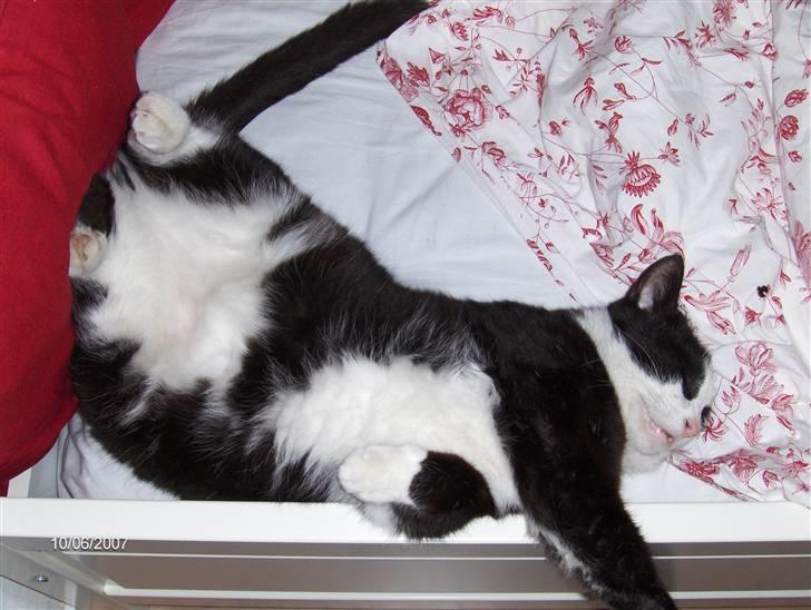 Huskat Magnus billede 10