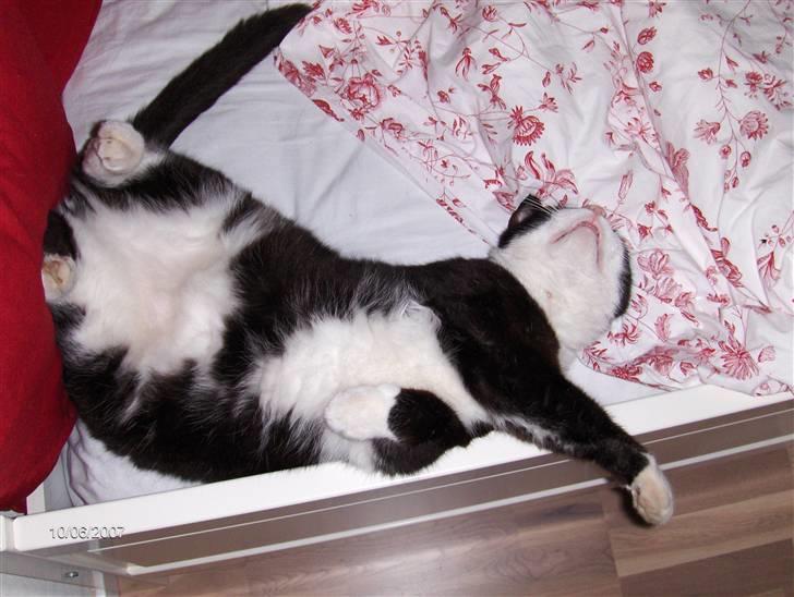 Huskat Magnus billede 11