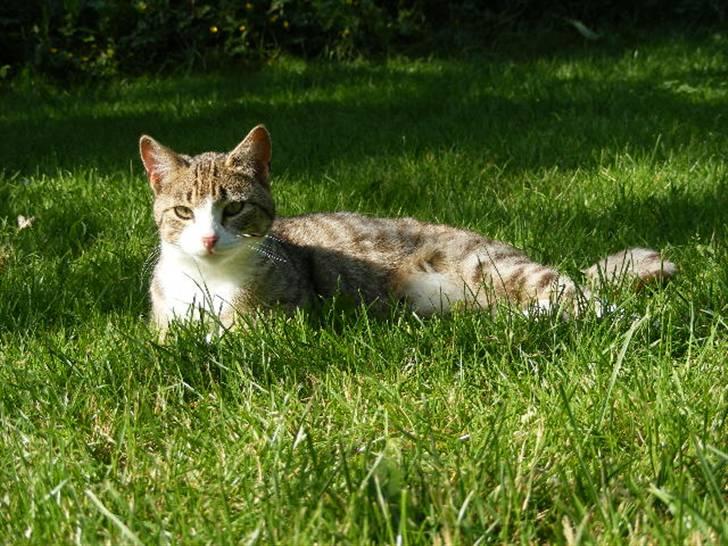 Blanding af racer Lasse billede 9