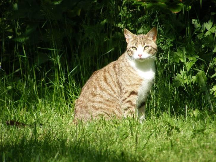 Blanding af racer Lasse billede 10