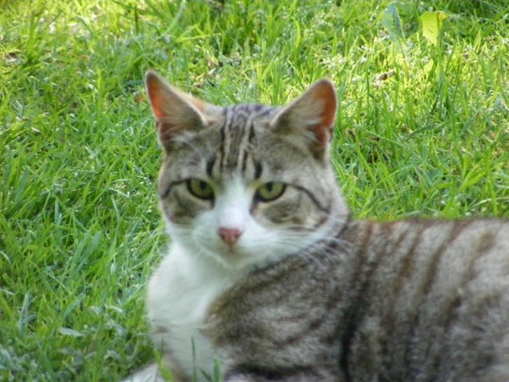 Blanding af racer Lasse billede 11