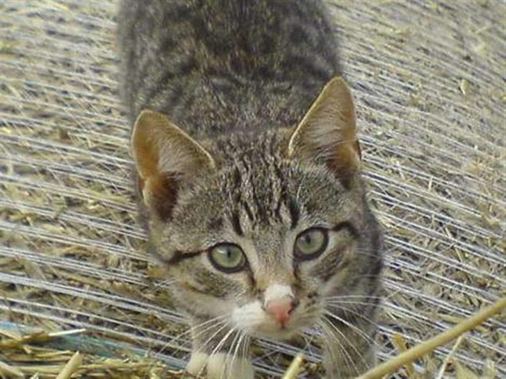 Blanding af racer Bølle billede 16