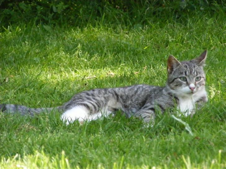 Blanding af racer Bølle billede 17